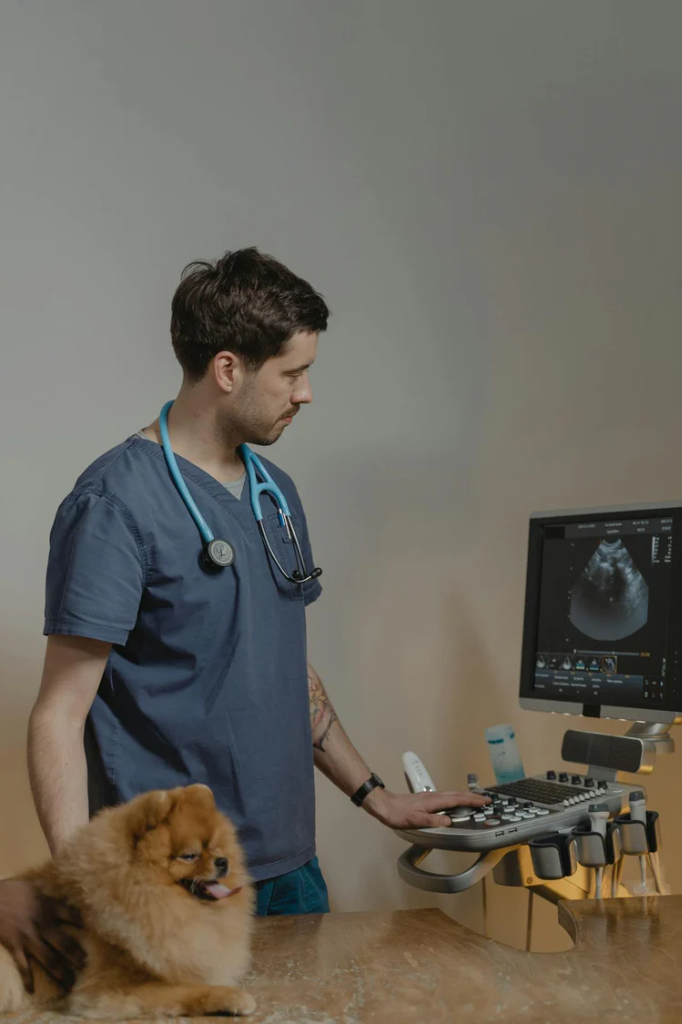Veterinarian using ultrasound with dog